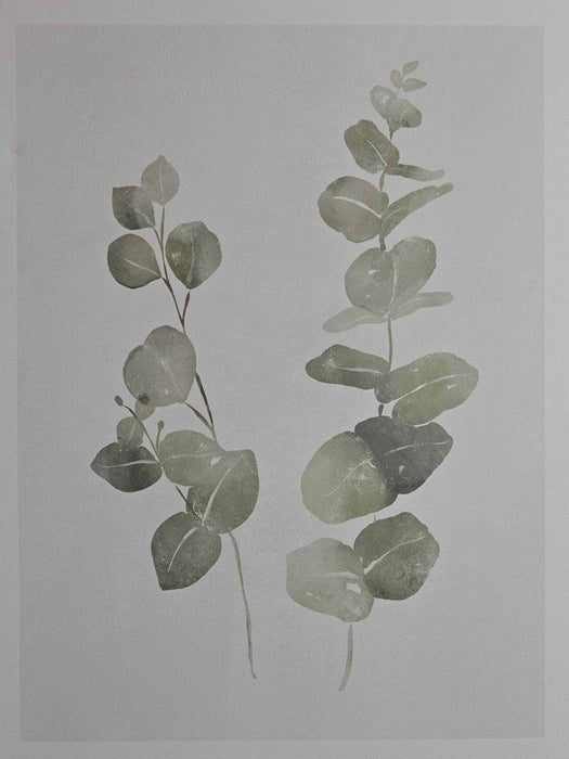 Two Framed Eucalyptus Prints