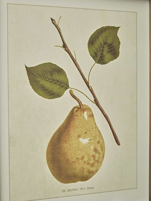 Four Pear Framed Prints