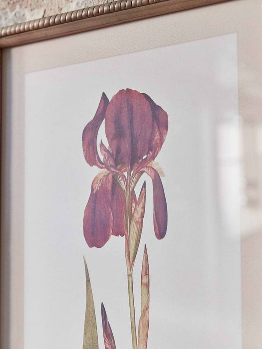 Two Iris Framed Prints