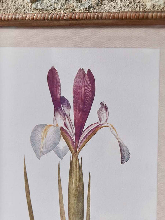 Two Iris Framed Prints