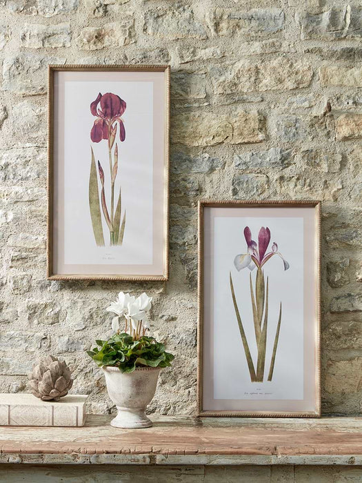 Two Iris Framed Prints