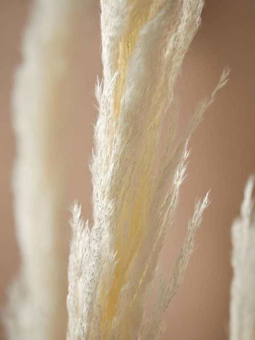 Six Pampas Grass Stems - Cream