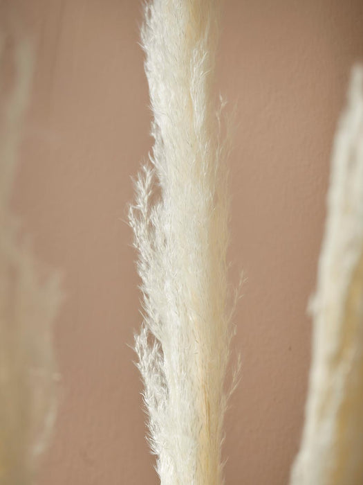 Six Pampas Grass Stems - Cream