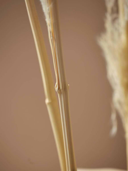 Six Pampas Grass Stems - Cream
