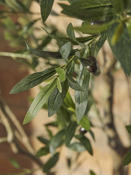 Faux Potted Fruiting Olive Tree - Small