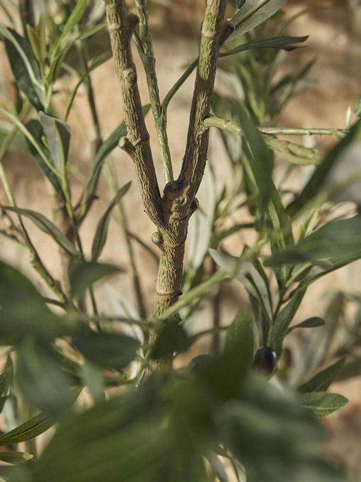 Faux Potted Fruiting Olive Tree - Small