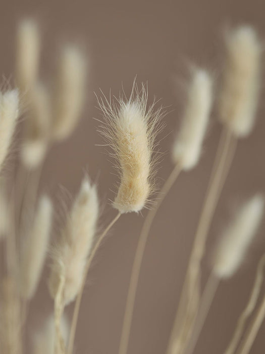 Dried Bunny Tail Bouquet