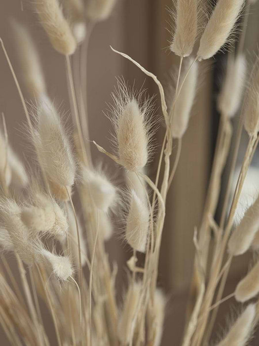 Dried Bunny Tail Bouquet
