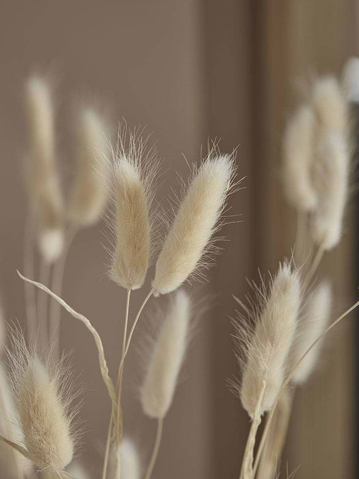 Dried Bunny Tail Bouquet