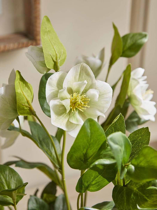Faux Potted Hellebore - Cream