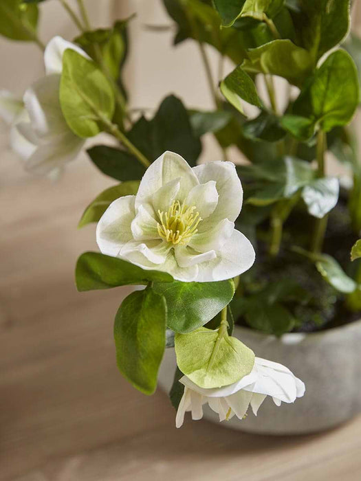 Faux Potted Hellebore - Cream