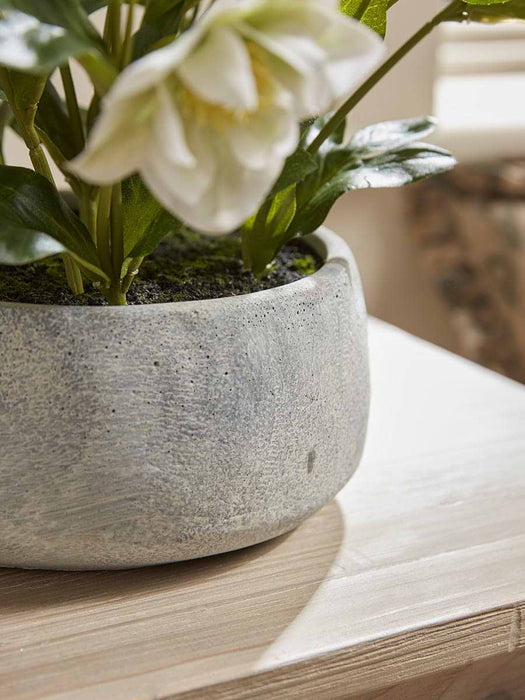 Faux Potted Hellebore - Cream