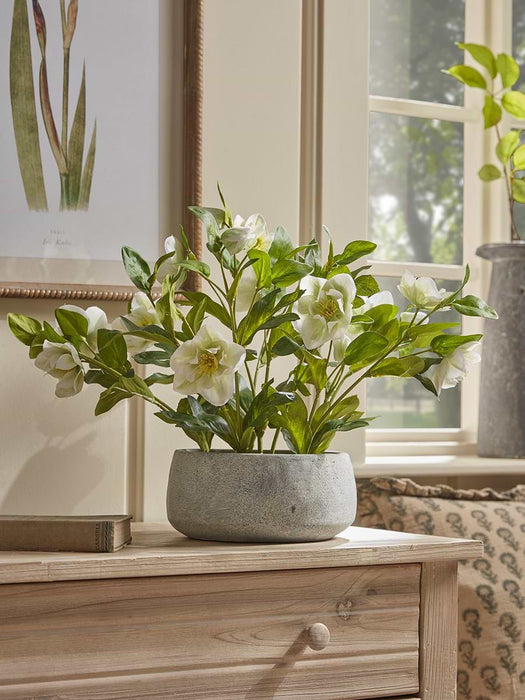 Faux Potted Hellebore