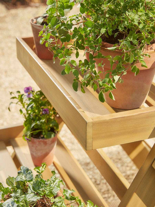 Acacia Plant Stand