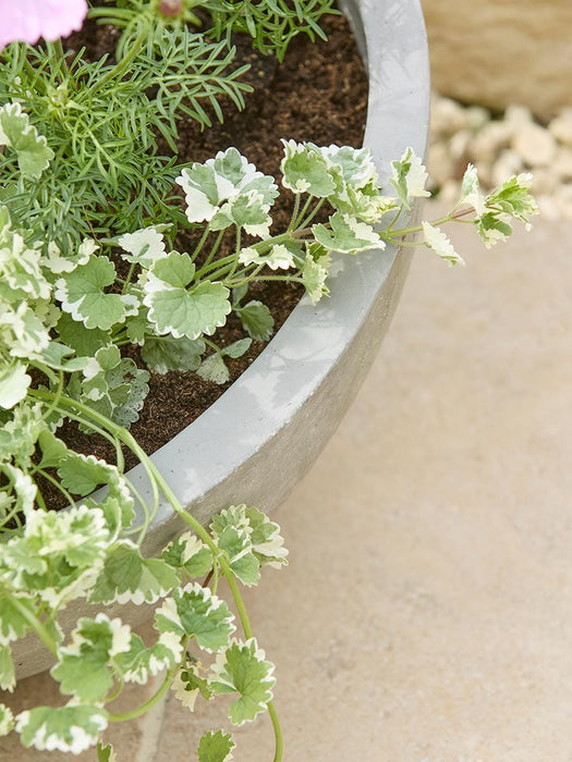 Alder Planter