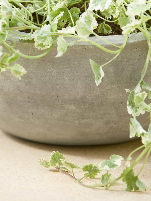 Alder Planter