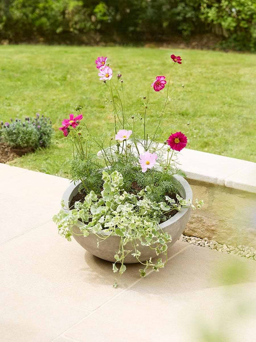 Alder Planter