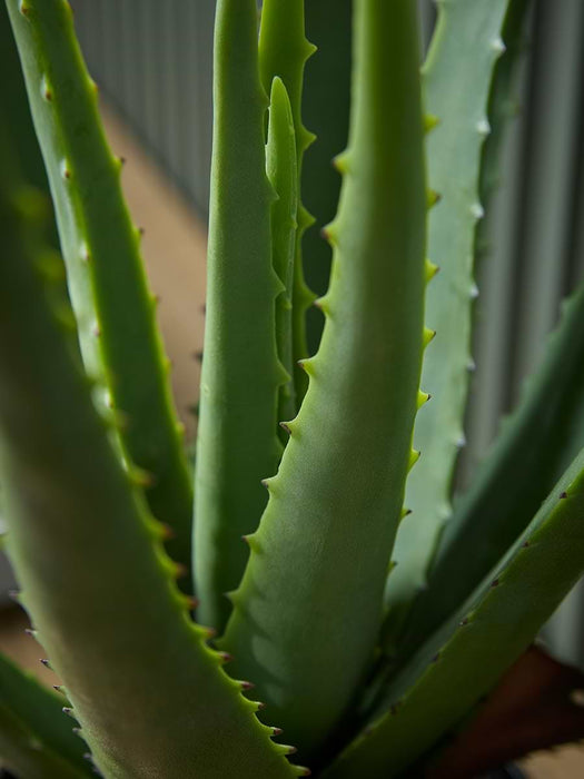 Faux Potted Aloe Vera