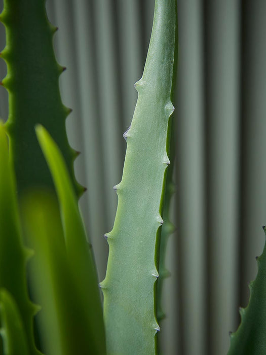 Faux Potted Aloe Vera