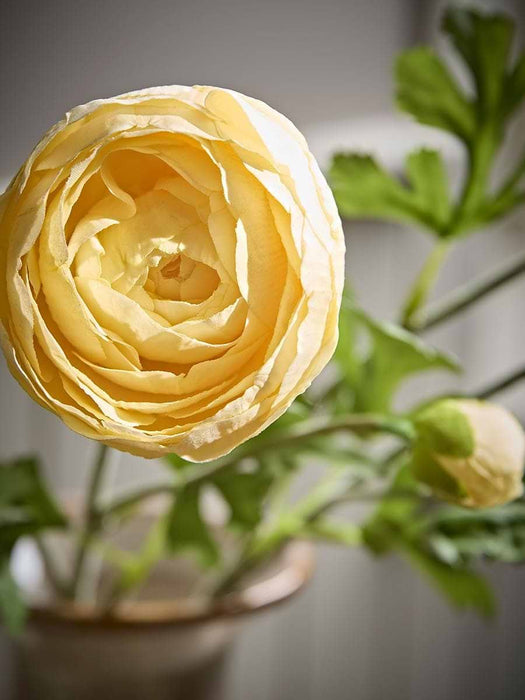 Three Faux Ranunculus Stems - Apricot