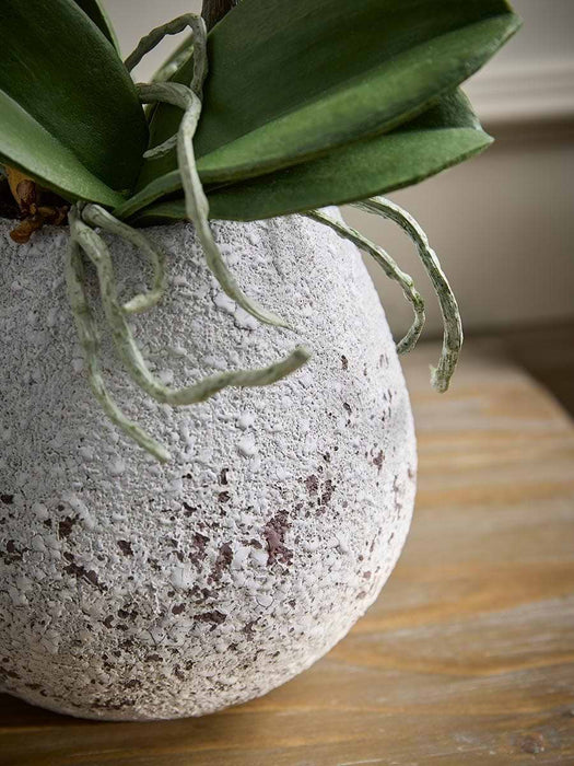 Faux Potted Wild Orchid - Small