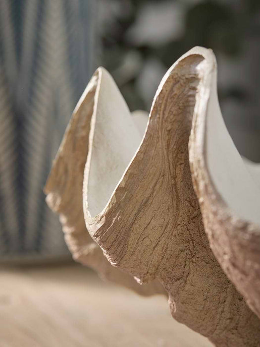 Decorative Coral Shell