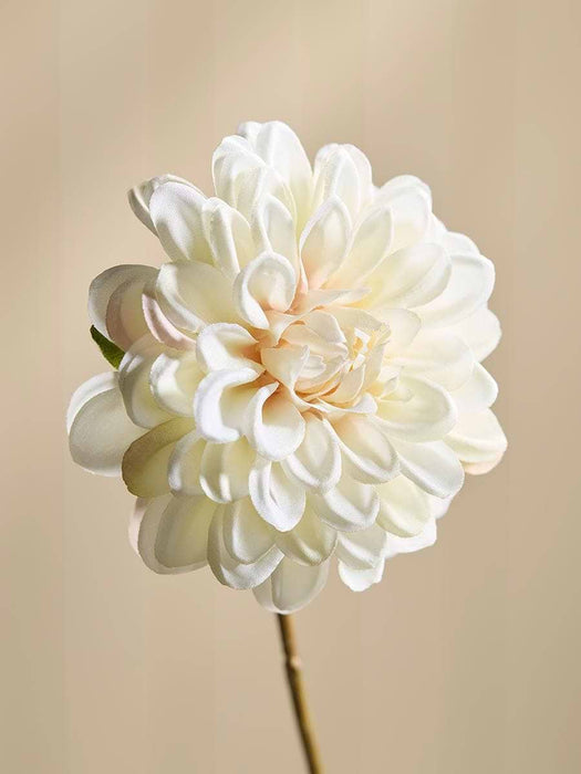 Dahlia Spray - Cream