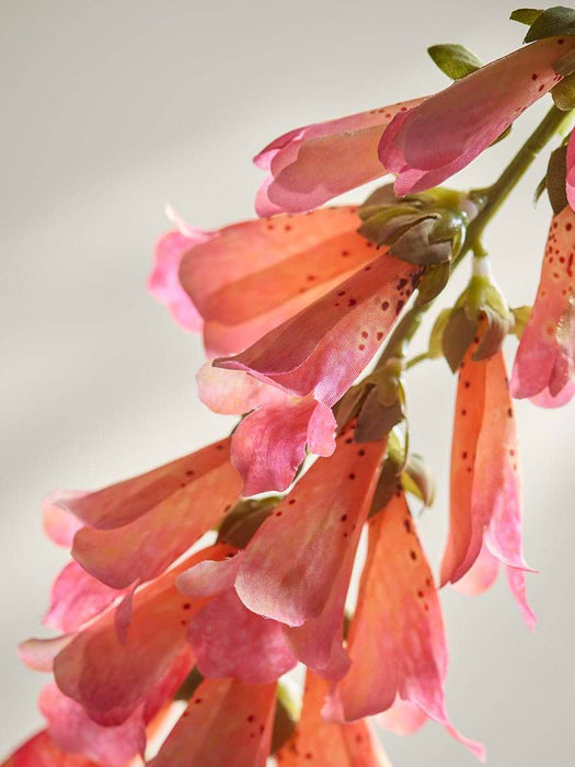 Digitalis Spray - Pink