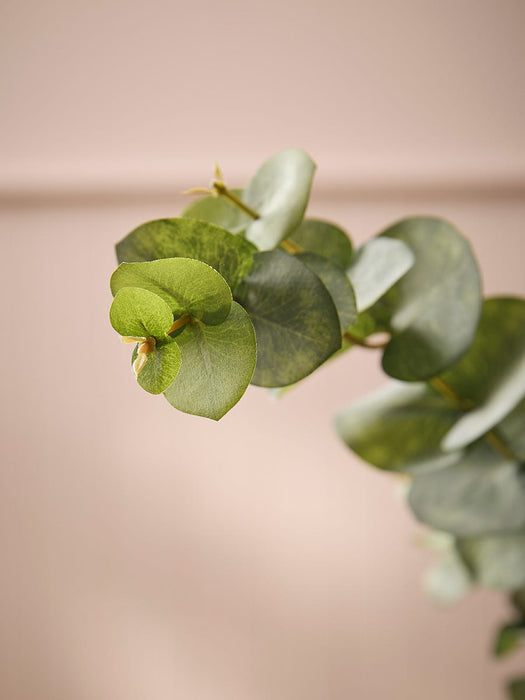 Eucalyptus Spray - Green