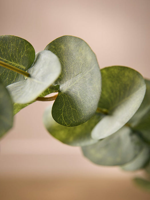 Eucalyptus Spray - Green