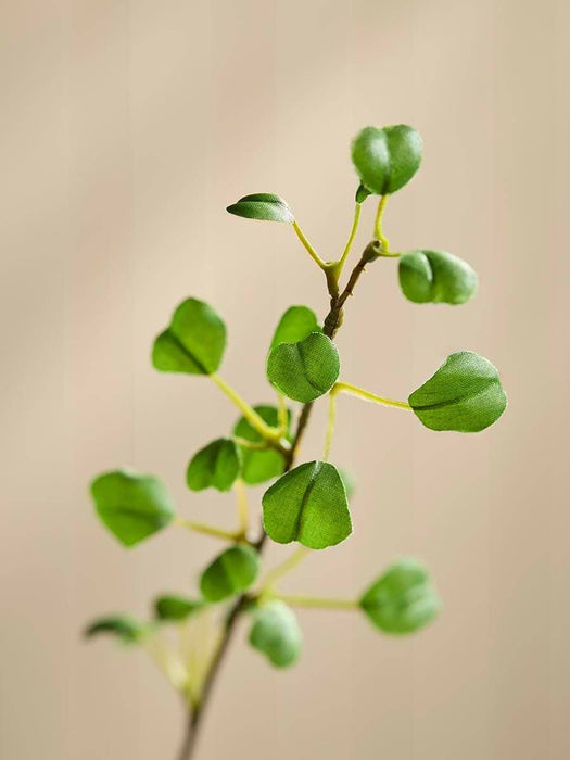Leaf Spray