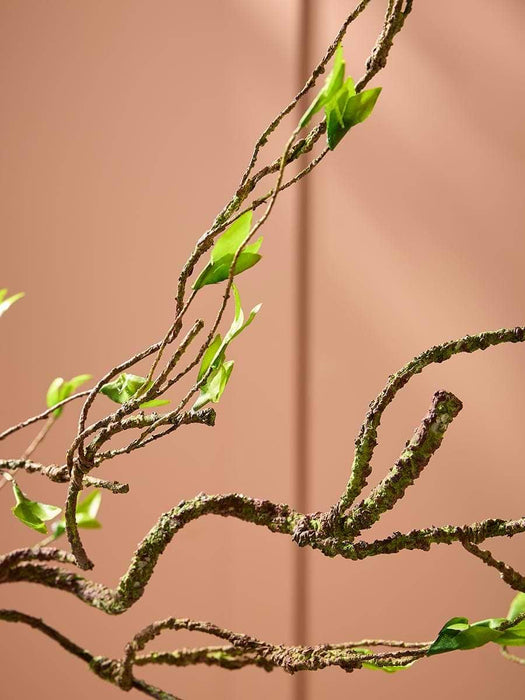 Willow Branch