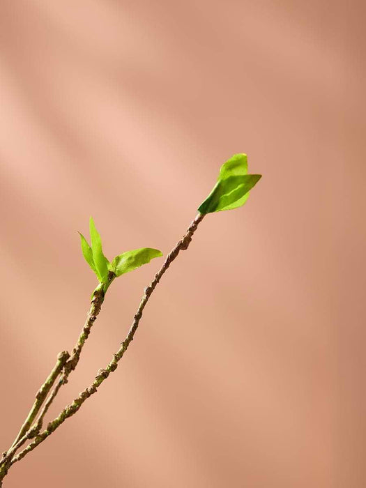 Willow Branch