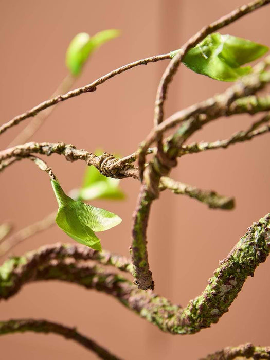 Willow Branch