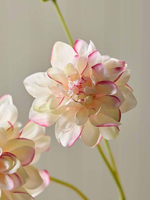 Dahlia Spray - Cream & Pink