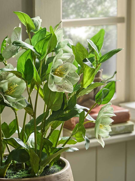 Faux Potted Hellebore - Green
