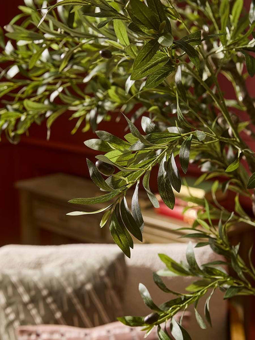 Extra Large Olive Tree