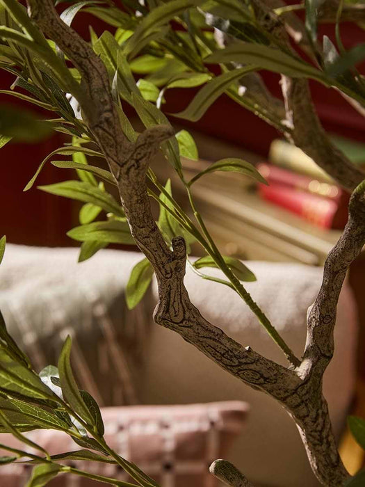 Extra Large Olive Tree