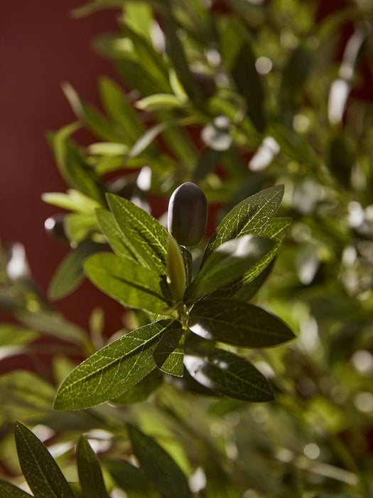 Extra Large Olive Tree