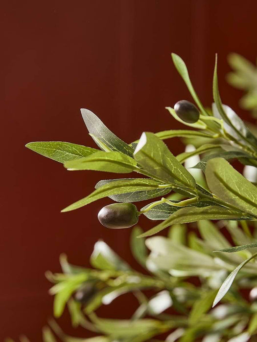 Extra Large Olive Tree