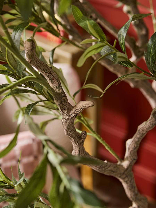 Extra Large Olive Tree
