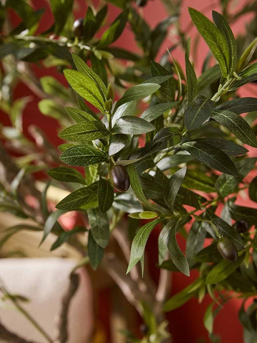 Extra Large Olive Tree