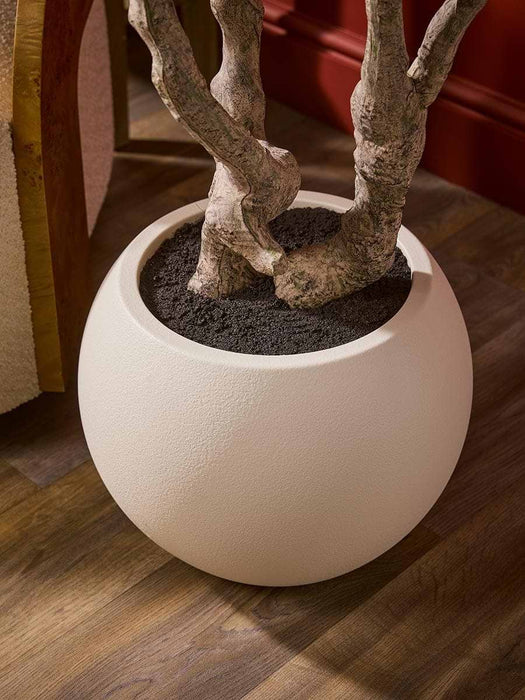Extra Large Olive Tree