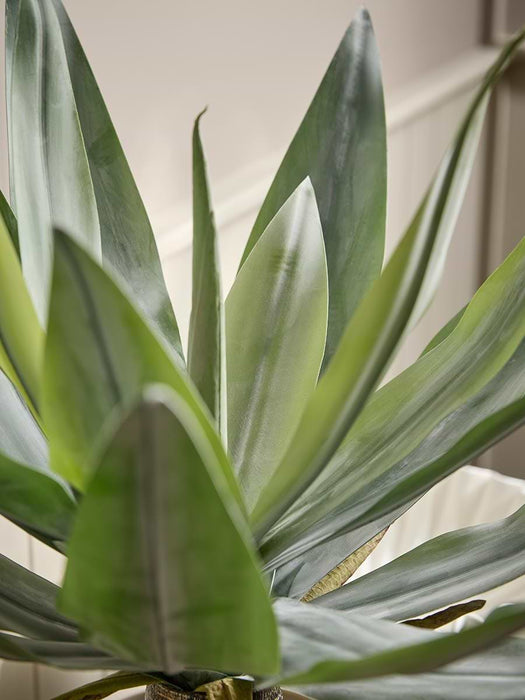 Agave Plant