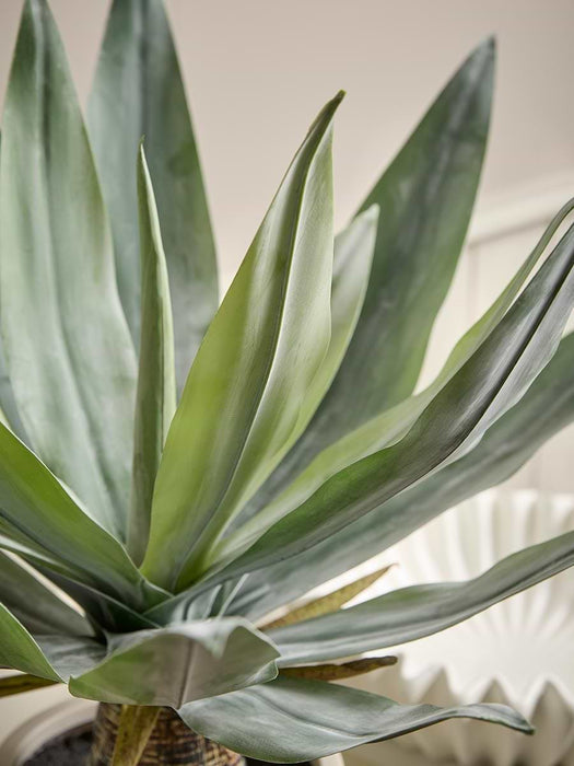 Agave Plant