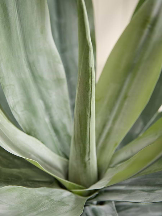 Agave Plant