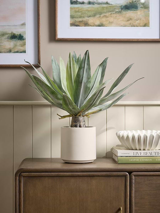Agave Plant