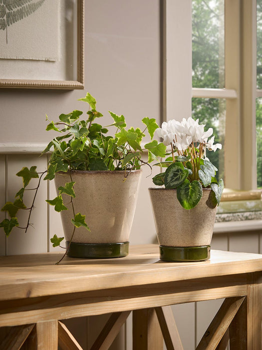 Two Contrast Planters & Saucers