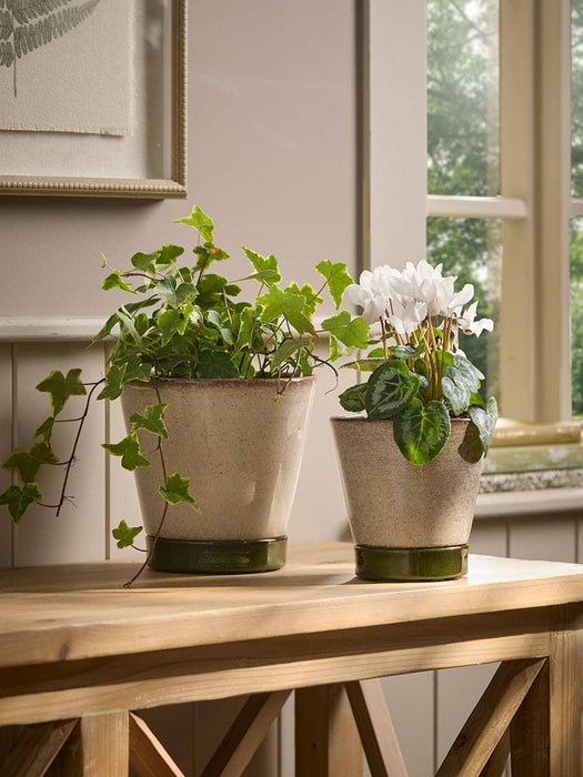 Two Contrast Planters & Saucers