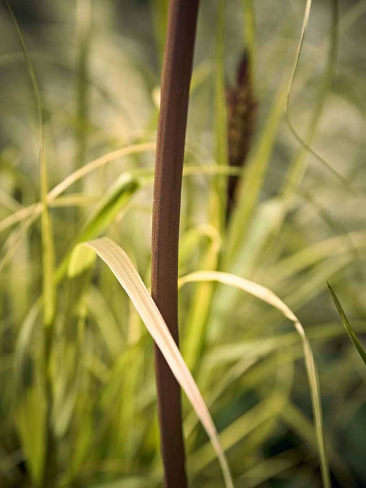Dandelion Garden Stake
